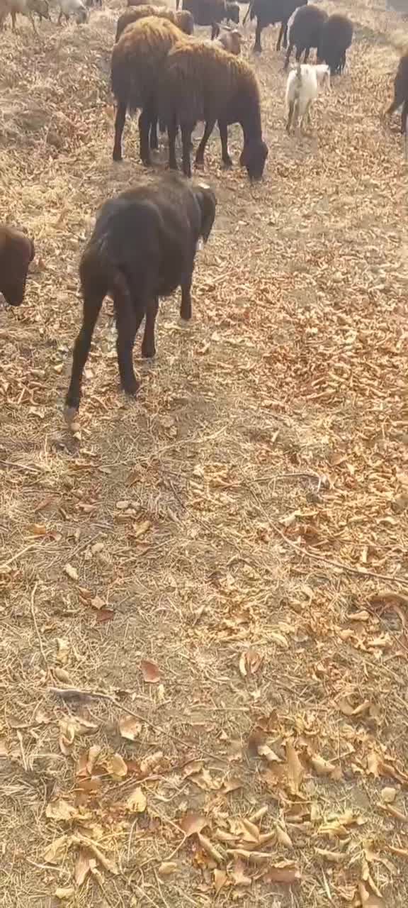 فروش گوسفند بز و بزغاله|حیوانات مزرعه|میاندوآب, |دیوار