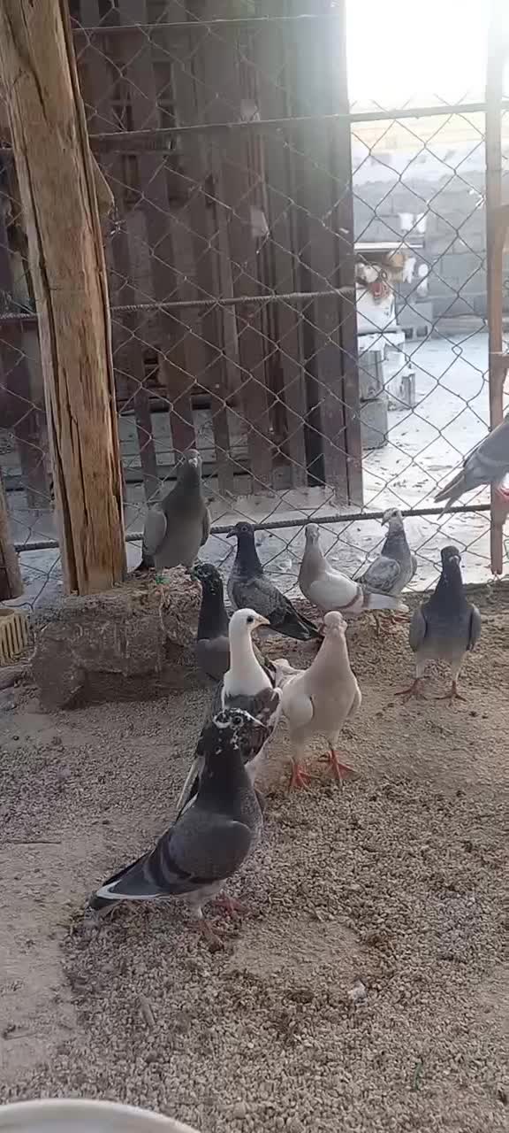 فروش کبوتر|پرنده|برازجان, |دیوار