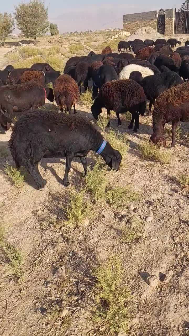 فروش ۱۲۰راس میش افشار|حیوانات مزرعه|آرادان, |دیوار