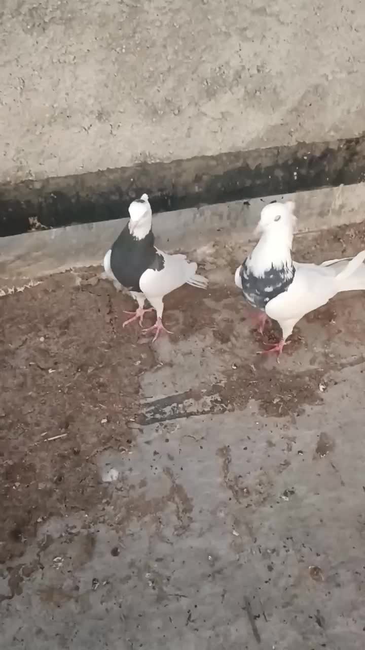 کبوتر طوقی|پرنده|ایذه, |دیوار