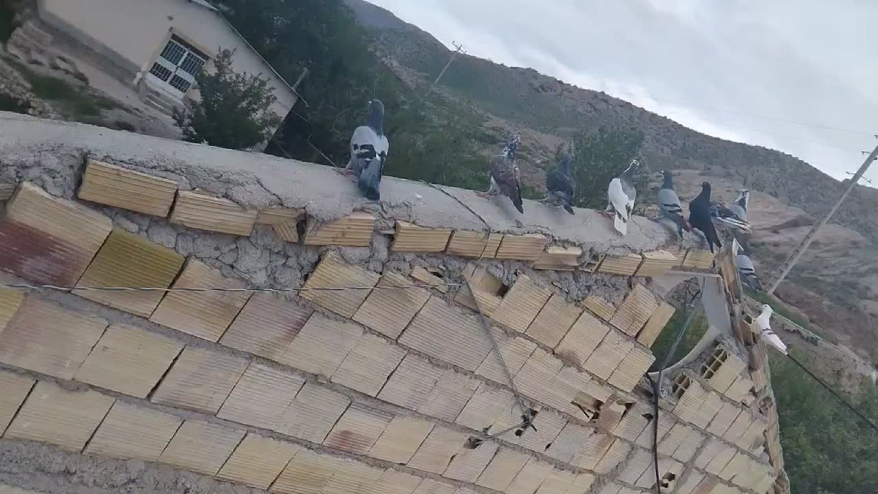کفتر|پرنده|درگز, |دیوار