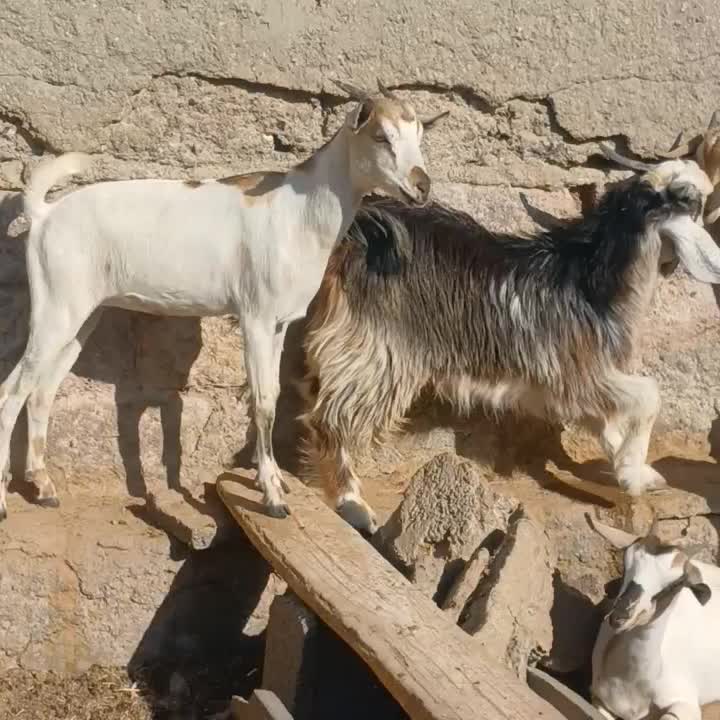 کهره گیسه بز خود بندرعباس با قصابی رایگان|حیوانات مزرعه|بندرعباس, |دیوار