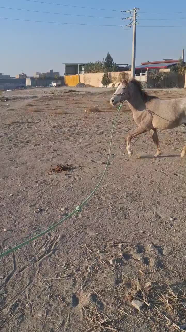 اسب کورد|اسب و تجهیزات اسب‌سواری|صفادشت, |دیوار