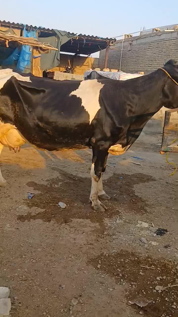 گاو هولشتاین باگوساله ماده سویسری روزی ۱۵کیلو شیر|حیوانات مزرعه|اهواز, دغاغله|دیوار