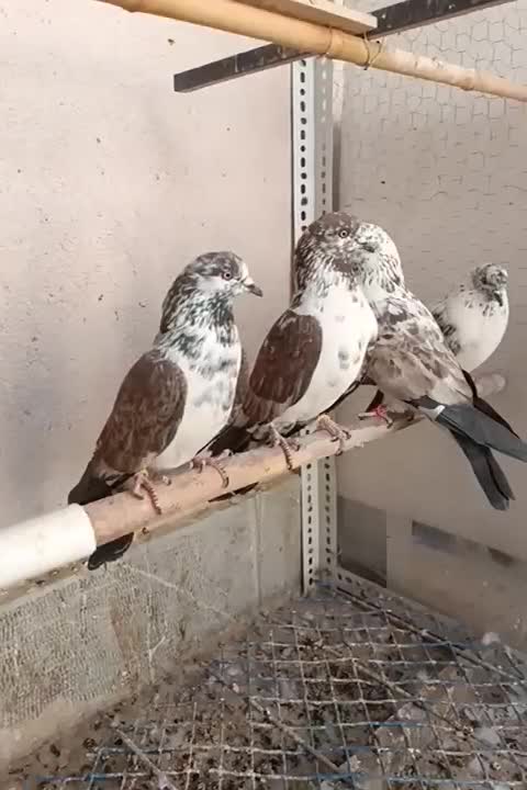 کبوتر نر کاشونی|پرنده|شاهین‌شهر, شهرک هشت بهشت|دیوار