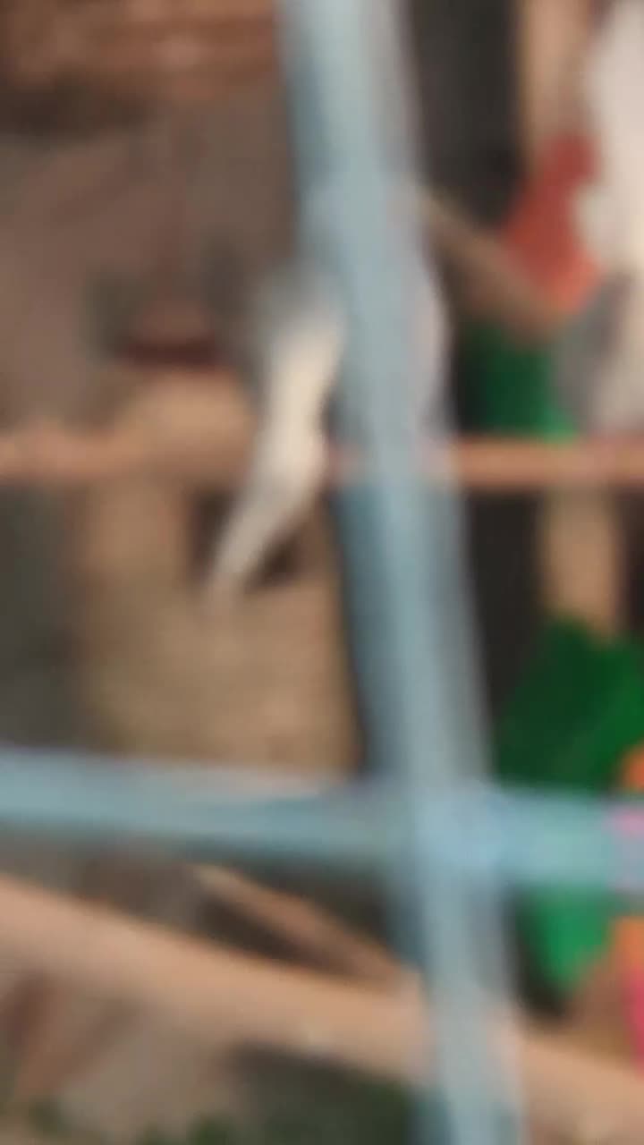 ی جفت کبوتر الماسی  مولد اندازه مرغ عشق|پرنده|تهران, شهرک علم و فناوری|دیوار