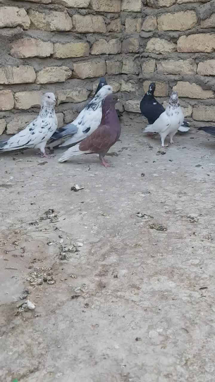 کبوتر پرشی(تهرانی)|پرنده|برخوار, |دیوار