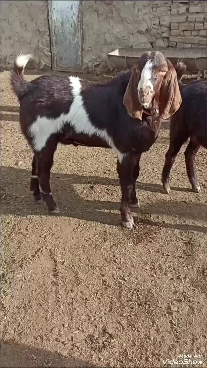 بز نربز|حیوانات مزرعه|مرزداران, |دیوار