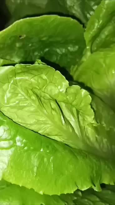 کاهوسفیدروغنی درجه یک|خوردنی و آشامیدنی|مینودشت, |دیوار