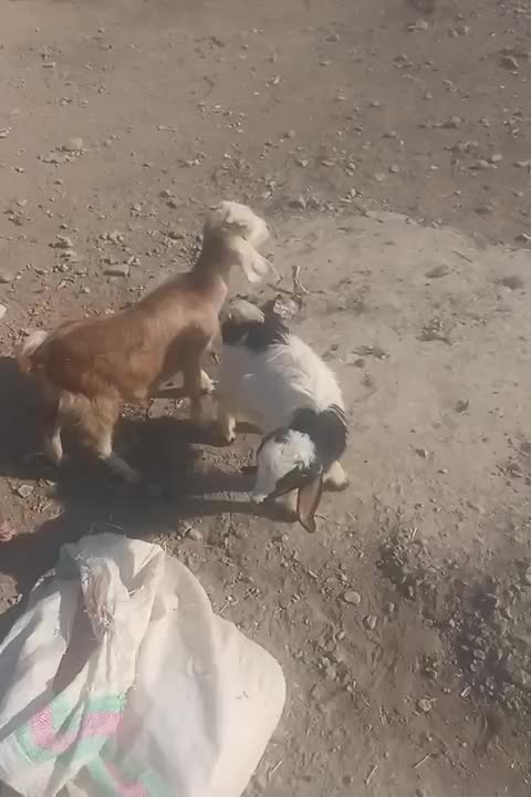 بزغاله ماده|حیوانات مزرعه|فشاپویه, |دیوار