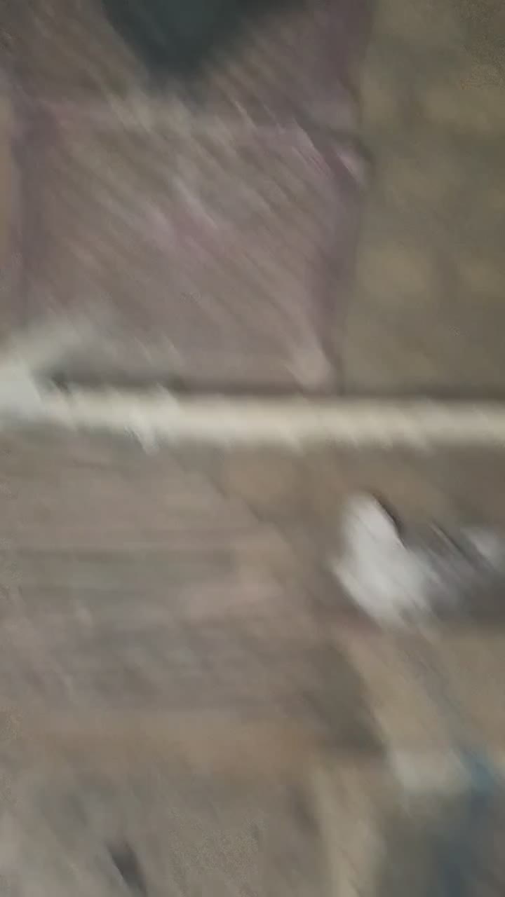 کفتر|پرنده|شهریار, کردزار|دیوار