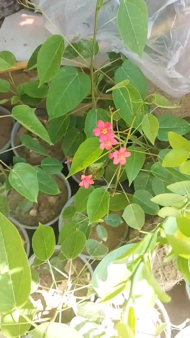 گل و درخت فروشی مطاف|خدمات باغبانی و درختکاری|بندر دیر, |دیوار