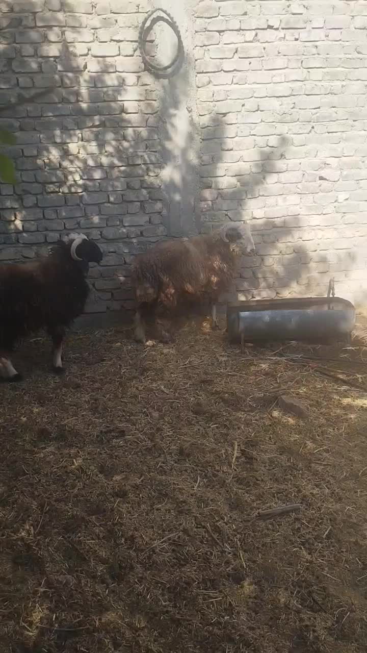 قوچ|حیوانات مزرعه|سیمکان, |دیوار