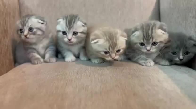 اسکاتیش بلو گلد|گربه|مشهد, هفت تیر (نه دره)|دیوار