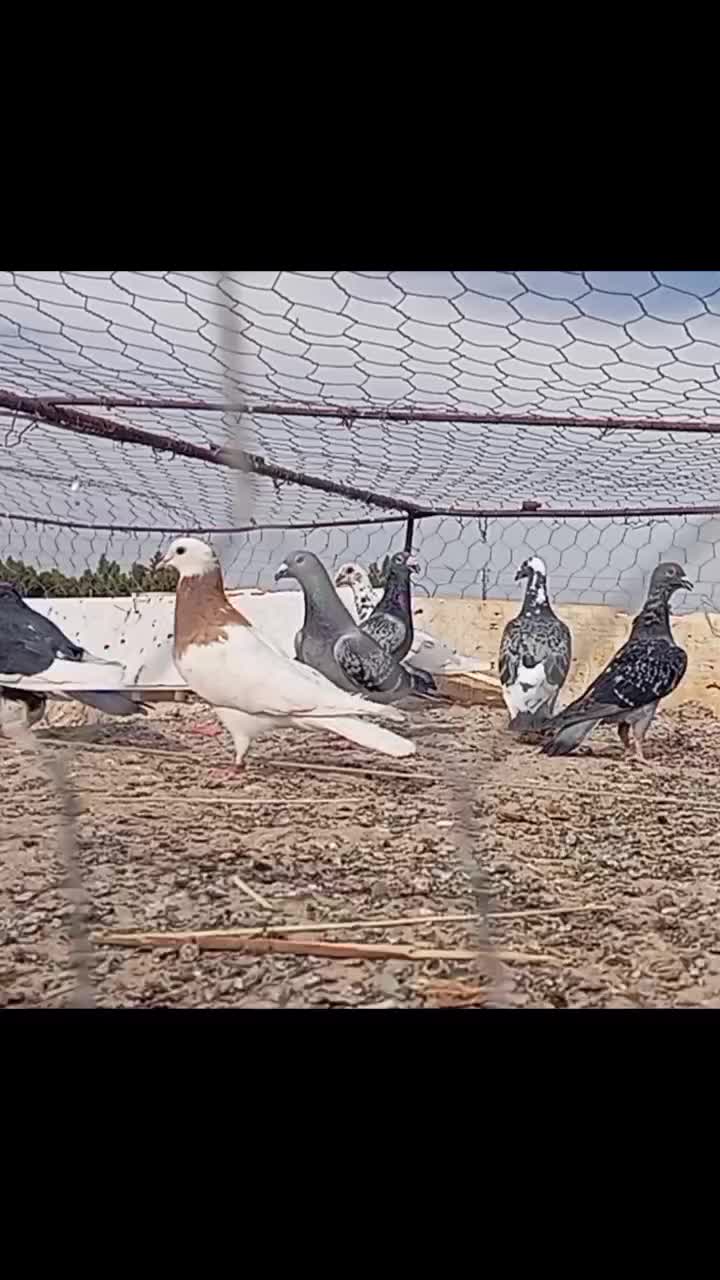 کفتر|پرنده|سرایان, |دیوار