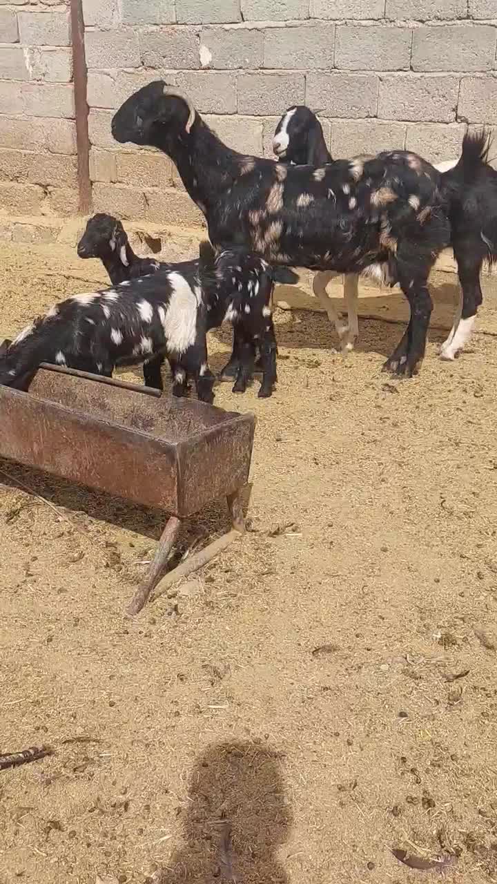 بز دوبهر پاکستانی|حیوانات مزرعه|جهرم, |دیوار