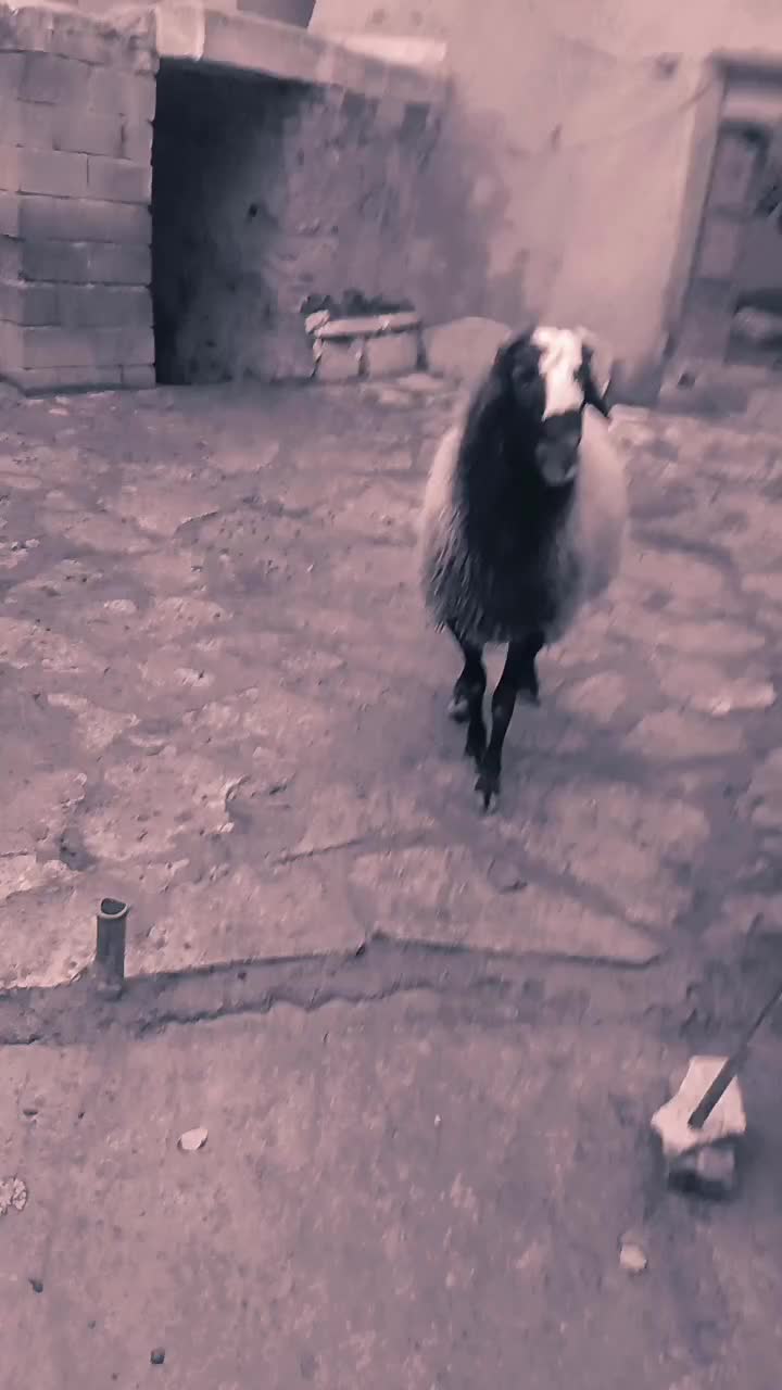 قوچ شال|حیوانات مزرعه|دینور, |دیوار