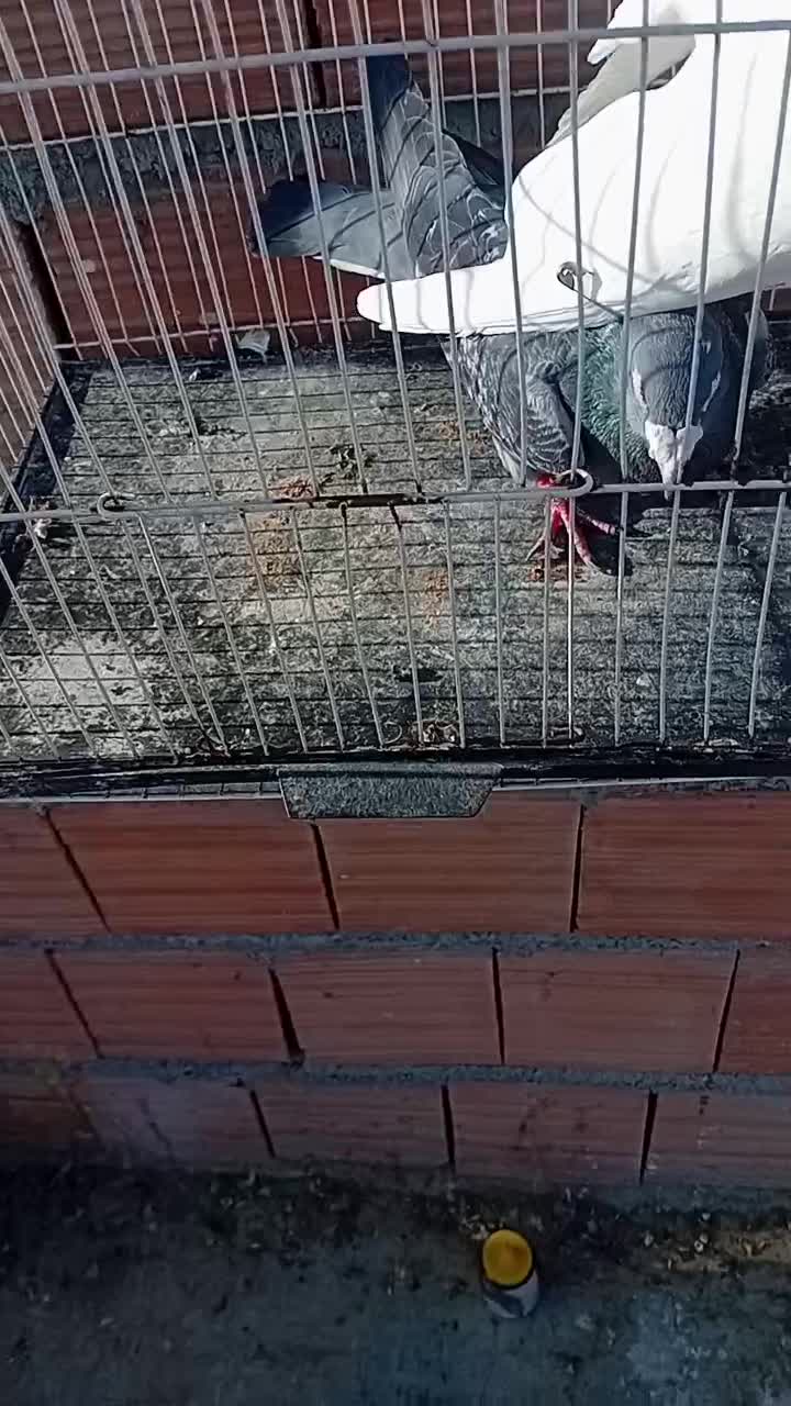 کفتر تعبیدی|پرنده|بجنورد, |دیوار