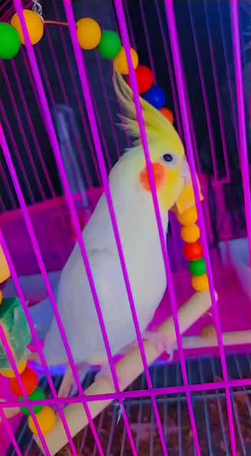 طوطی عروس هلندی لوتینو|پرنده|رشت, نخودچر|دیوار