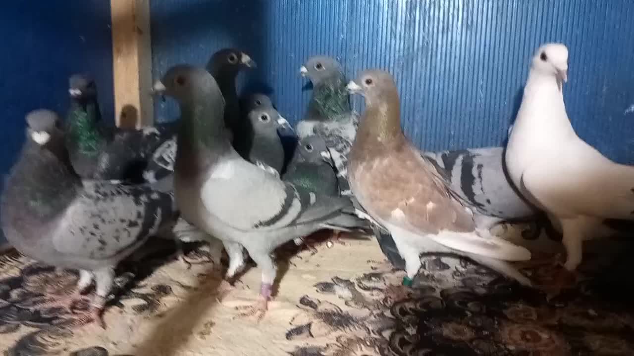 فروش  دسته ۲۰تایی پلاکی|پرنده|کاشمر, |دیوار