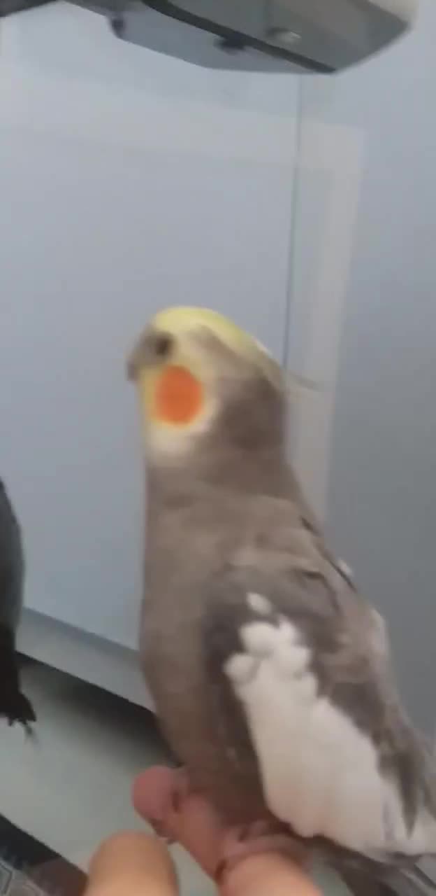 عروس هلندی|پرنده|مشهد, شهید بصیر|دیوار