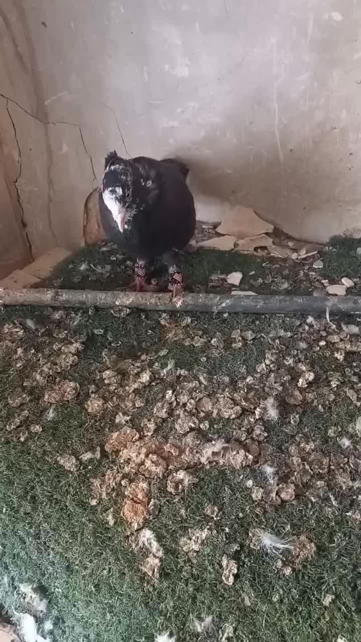 نر دم تریاکی|پرنده|شوش, |دیوار