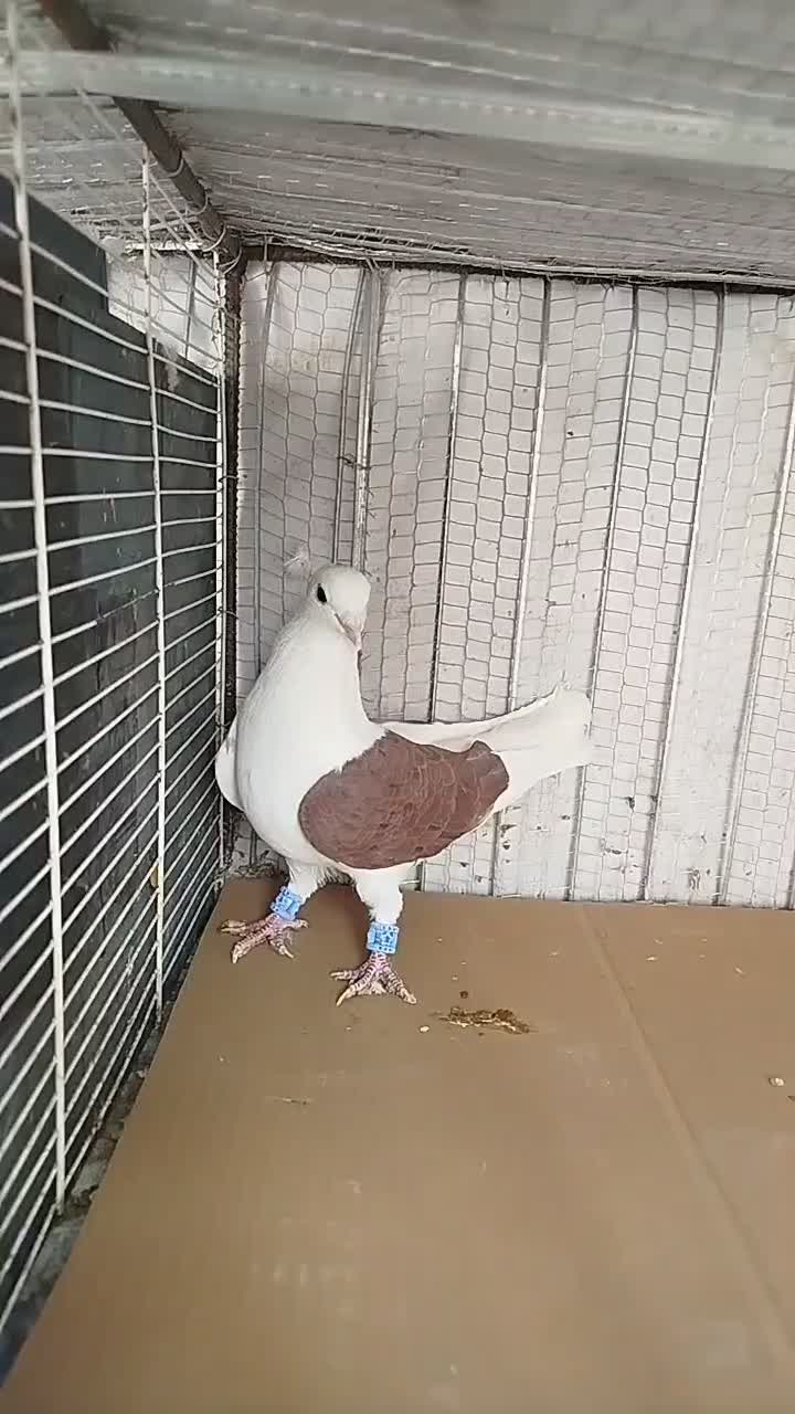 جفت پشت|پرنده|بیرجند, |دیوار