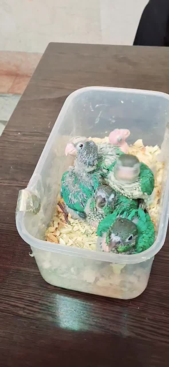 گرینچیک گرین چیک|پرنده|تهران, زهتابی|دیوار