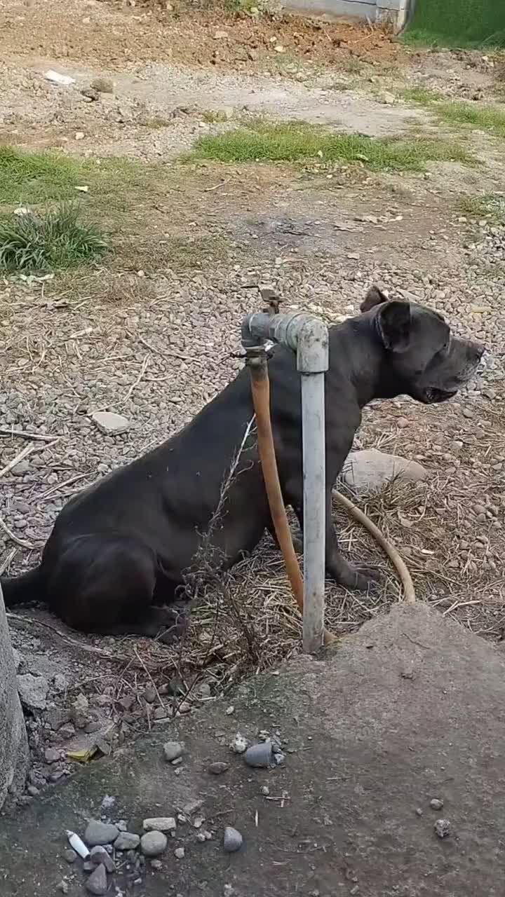 کن کورسو ماده ۱۴ماهه باسابقه یکبار زایمان سالم|سگ|کومله, |دیوار