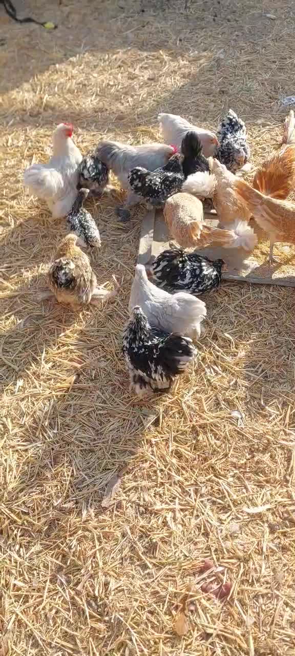 مرغ و خروس پولند و کوشین و جوجه سبرایت|حیوانات مزرعه|کاشان, پشت شهربانی|دیوار