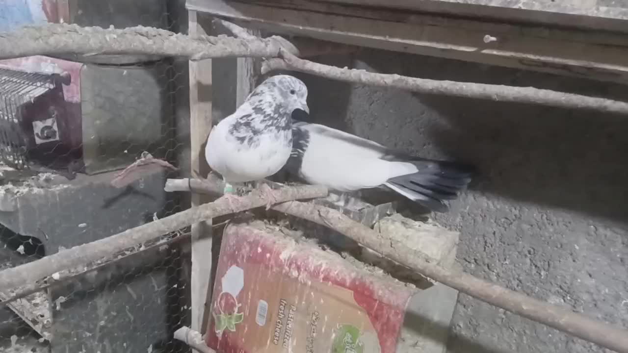 کله دم سبز نرو ماده|پرنده|درگزین, |دیوار