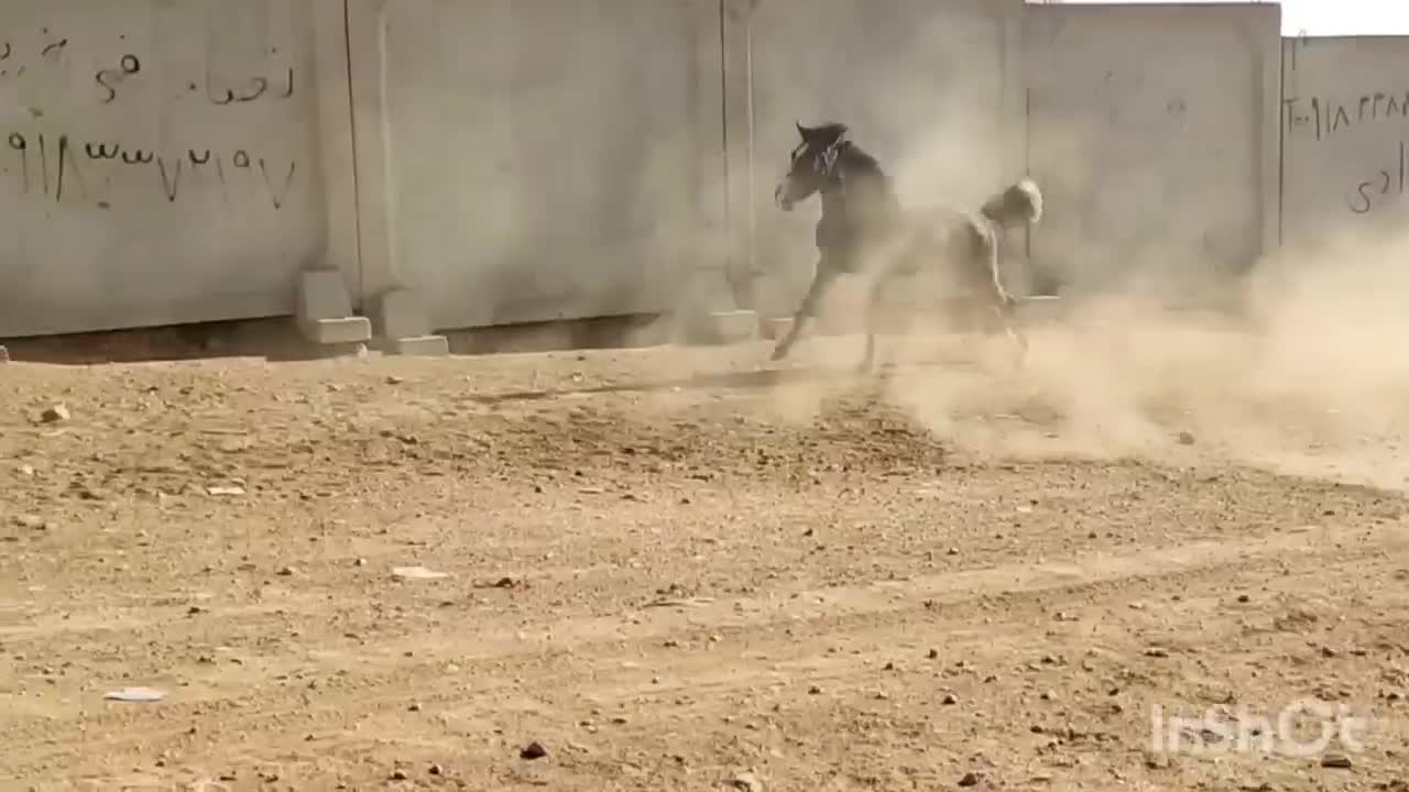 اسب|اسب و تجهیزات اسب‌سواری|صحنه, |دیوار