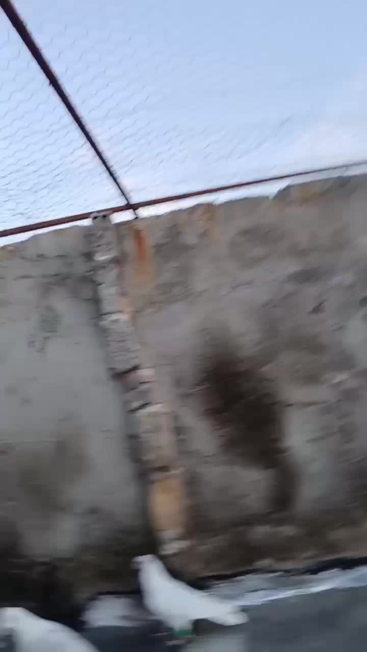 کبوتر پرشی|پرنده|محمدیه-قزوین, |دیوار