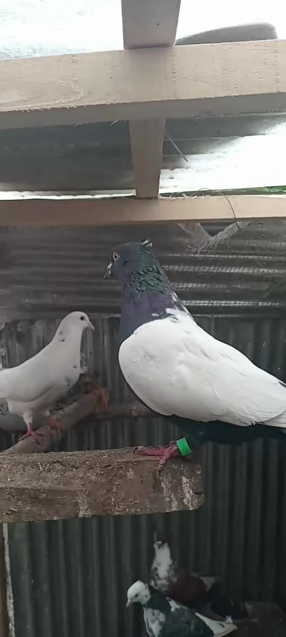 کبوتر|پرنده|سیاهکل, |دیوار