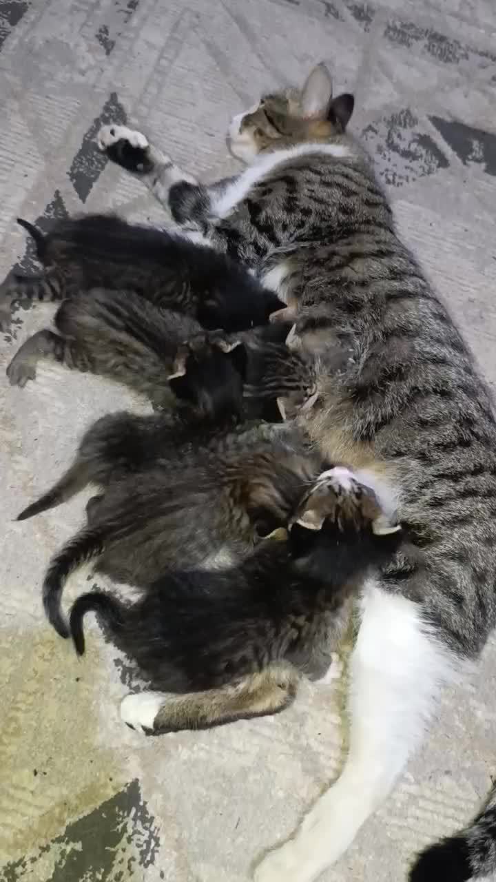 واگذاری گربه ۵ عدد ب صورت جدا یاچندتایی|گربه|پاکدشت, پاکدشت (مامازند)|دیوار