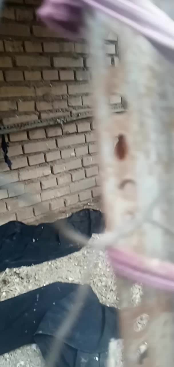 مرغ خروس|حیوانات مزرعه|سنگدوین, |دیوار