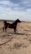 فروش مادیان۴ساله|اسب و تجهیزات اسب‌سواری|کاشان, صفی آباد|دیوار