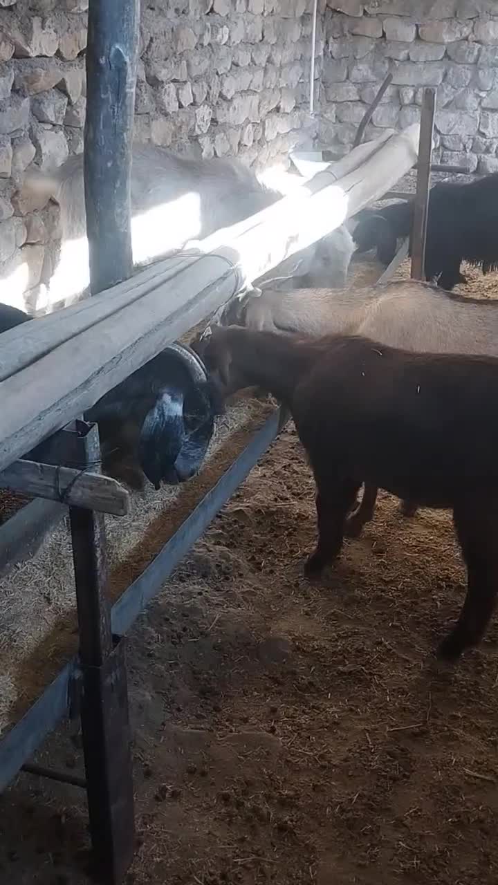 بز آبستن دوقلو زا|حیوانات مزرعه|کوهدشت, |دیوار