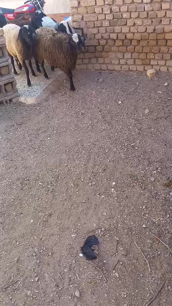 ۸راس بره نره چاق|حیوانات مزرعه|تاکستان, |دیوار