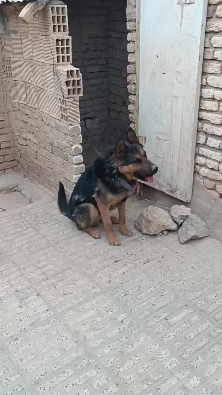 سگ ژرمن|سگ|شهرکرد, |دیوار