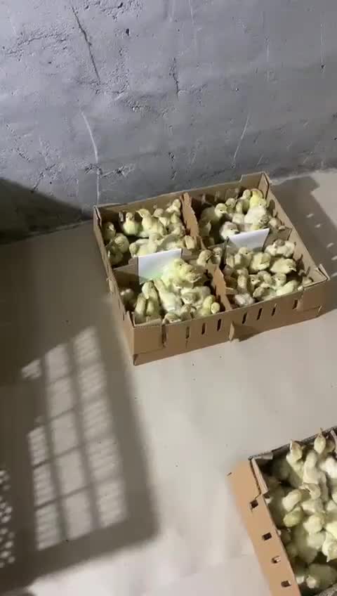 جوجه بوقلمون بیوتی۶ زرین|حیوانات مزرعه|شیراز, بازار|دیوار