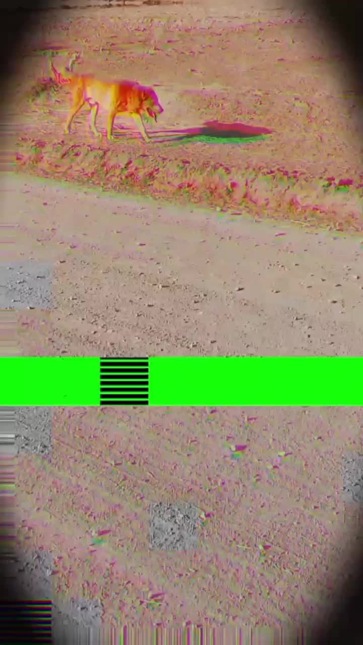 سگ جهت واگذاری|سگ|سبزوار, رباط|دیوار