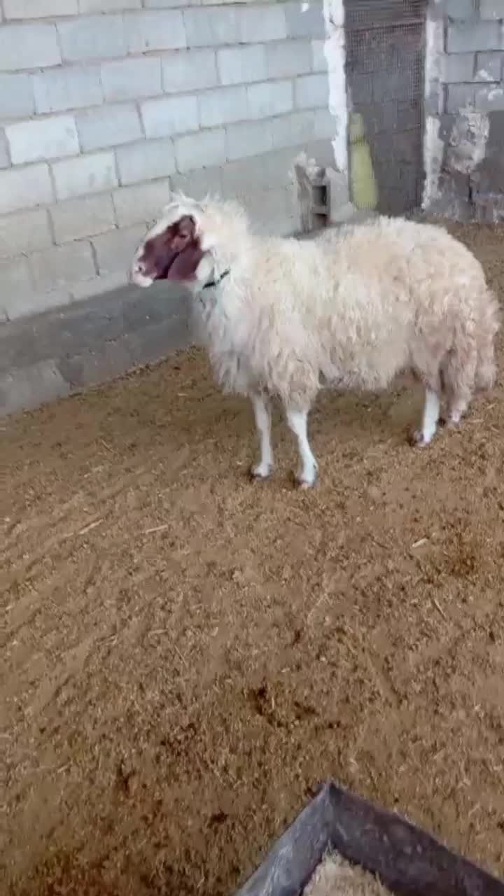 ۳راس شیشک قوچ سنجابی|حیوانات مزرعه|سرپل ذهاب, |دیوار