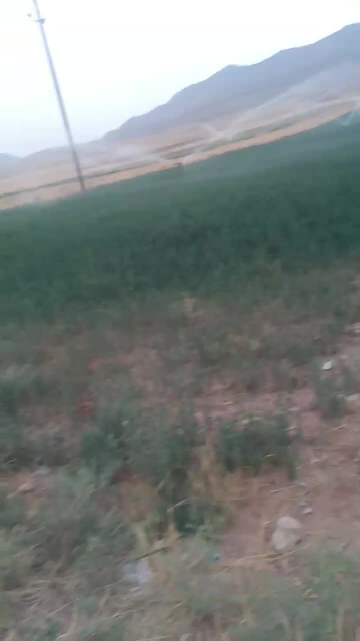 یونجه سبز فروش|لوازم جانبی حیوانات|کوهنانی, |دیوار