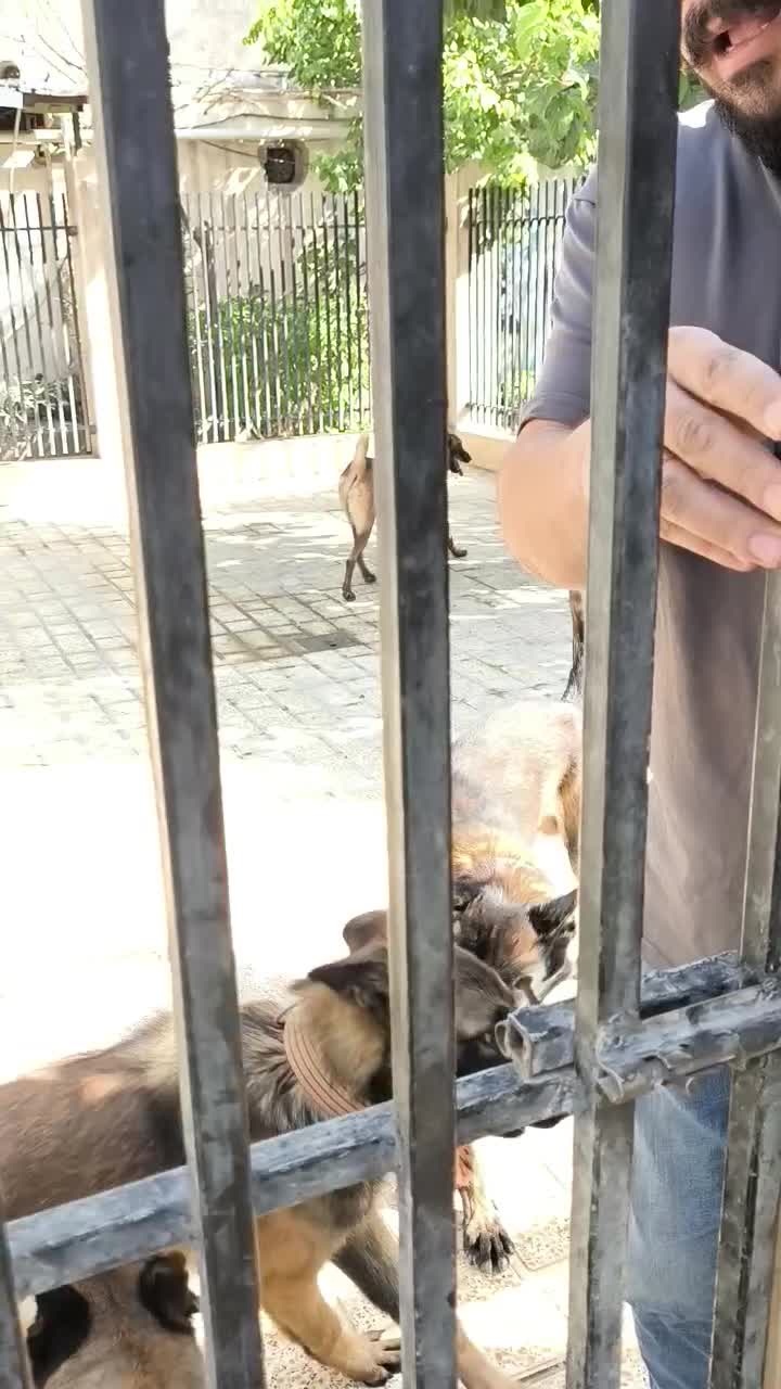 فروش توله بلژین مالینویز مالینوا اصیل گارد|سگ|رشت, پسیخان|دیوار