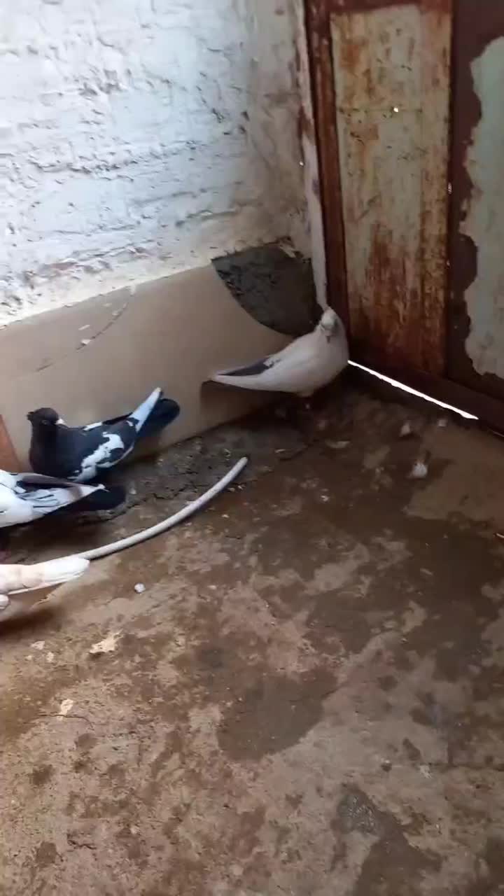 پرنده|پرنده|بروجرد, |دیوار