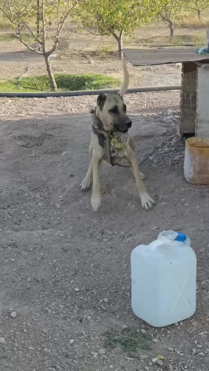 سگ سرابی نگهبان|سگ|کندوان, |دیوار