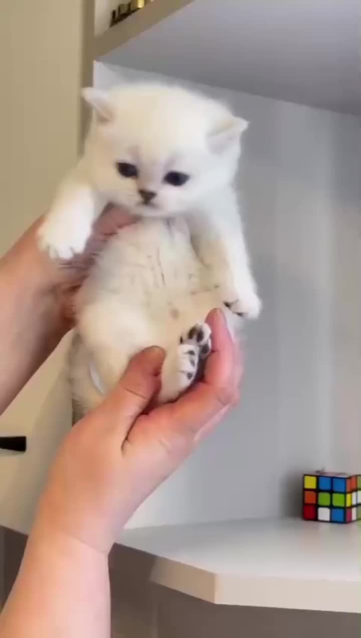 گربه|گربه|تهران, حر|دیوار