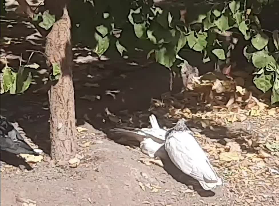 کله الماسی و کله سبز کلاهی|پرنده|کرمان, |دیوار