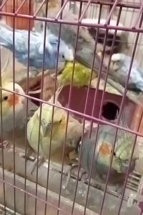 پرنده|پرنده|مینودشت, |دیوار